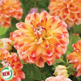Harmony Dahlia Thumbnail